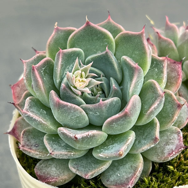 エケベリア：ハルビンゲリ2.5号ポット