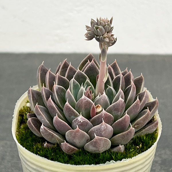 エケベリア：ウィンドオブチェンジ2.5号ポット