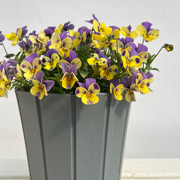 見元園芸さんのビオラ：にゃんにゃんぽこにゃんMIX　5号鉢植え*