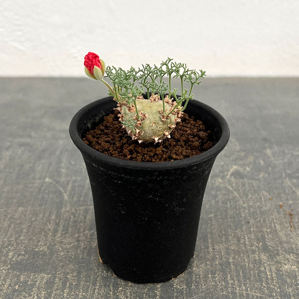 モンソニア：ペニクリナム　2.5号　