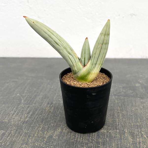 サンセベリア：アイスマン　2号鉢植え