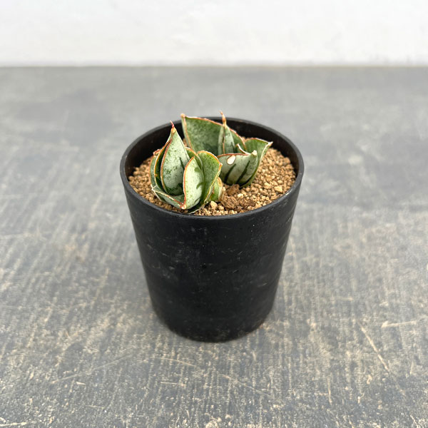 サンセベリア：ミニローズ　2号鉢植え