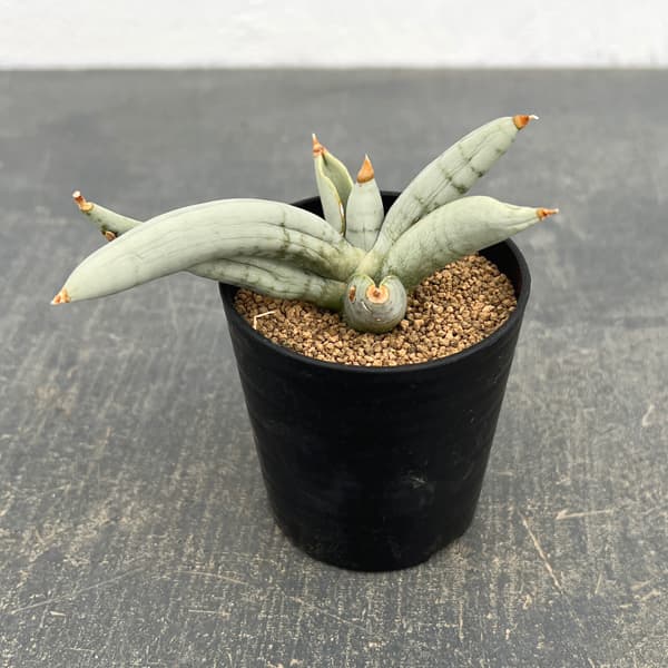 サンセベリア：ボンセレンシス　プラチナム　2号鉢植え