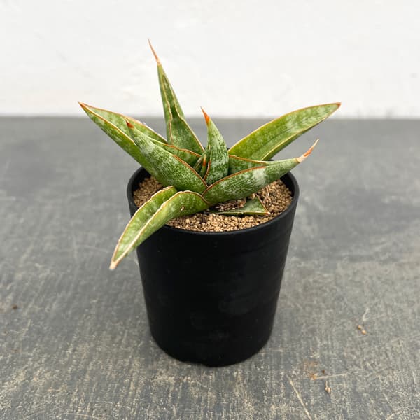 サンセベリア：プラブ　2号鉢植え