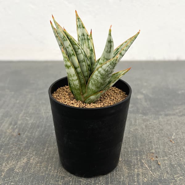 サンセベリア：マルガリータ　2号鉢植え