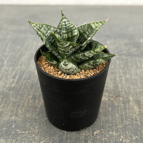 サンセベリア：エーレンデル　2号鉢植え