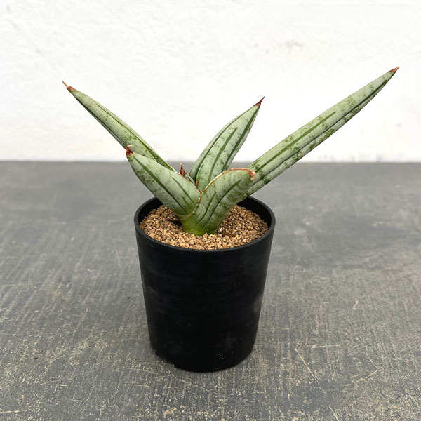 サンセベリア：ファットマン　2号鉢植え