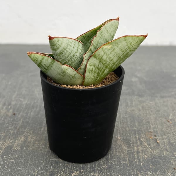 サンセベリア：アンドロメダ　2号鉢植え