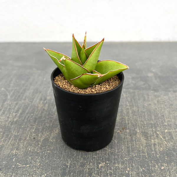 サンセベリア：タワー　2号鉢植え