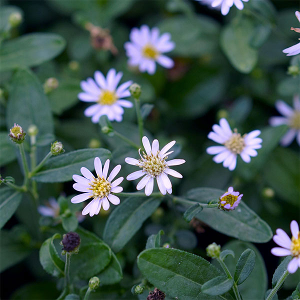 カーリメリス：ナナブルー3.5号ポット
