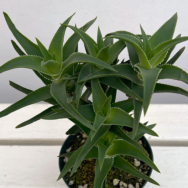 アロエ：デラエティ　4号鉢植え