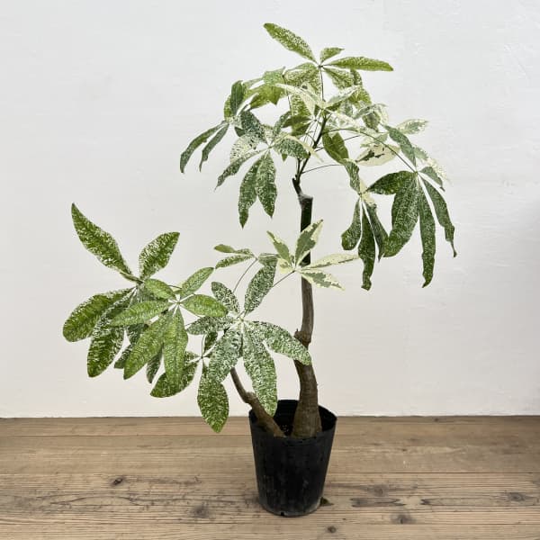 パキラ：グラブラ 斑入り　7号鉢植え26-01