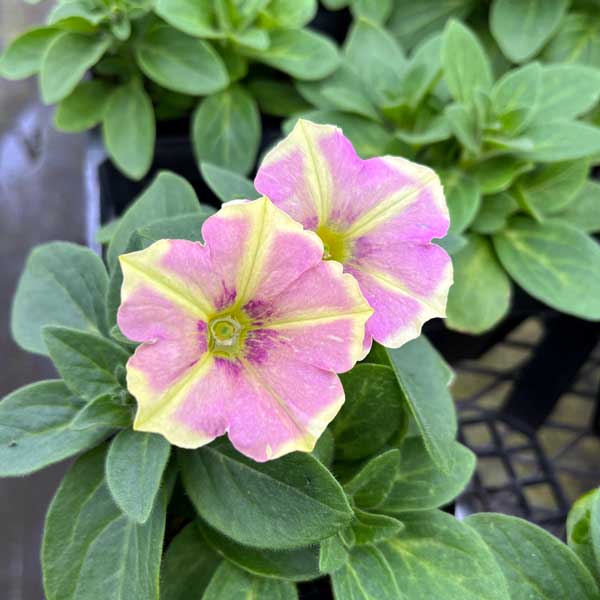 [26年4月上旬予約]ペチュニア（宿根）：おぼろさくら3.5号ポット