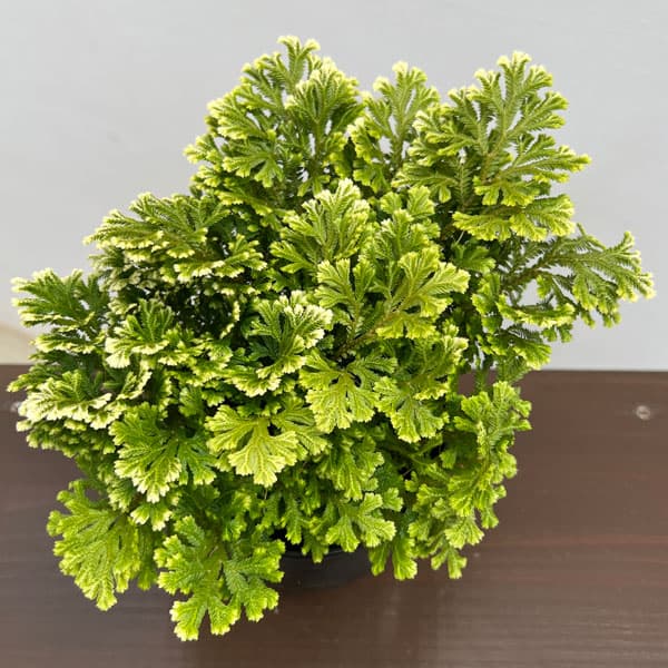 セラギネラ：スノーリー　4号鉢入り