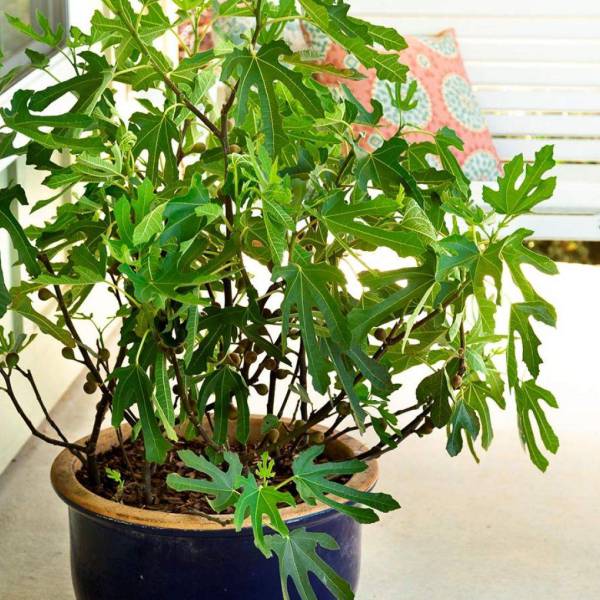 イチジク：リトルミスフィギー6号ポット