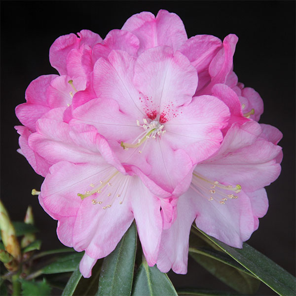 シャクナゲ：朝日（あさひ）4号ポット