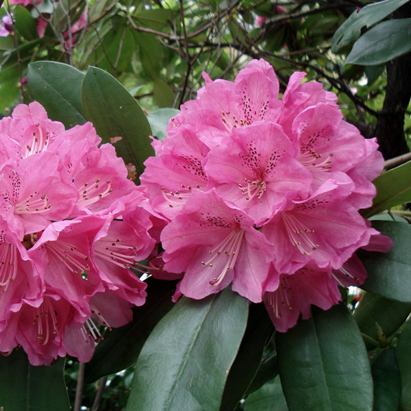 西洋シャクナゲ：太陽（たいよう）4号ポット