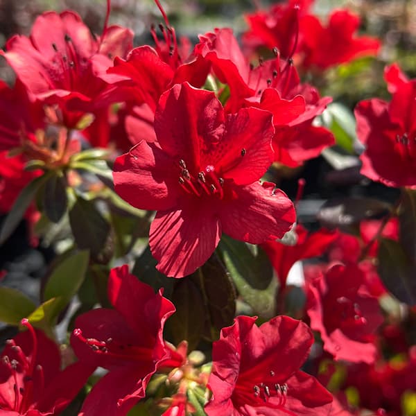 久留米ツツジ：カラフネ（唐船ツツジ・黒ツツジ）4号ポット