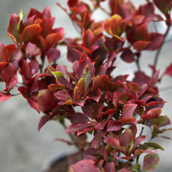 ツクモドウダンツツジ4号ポット