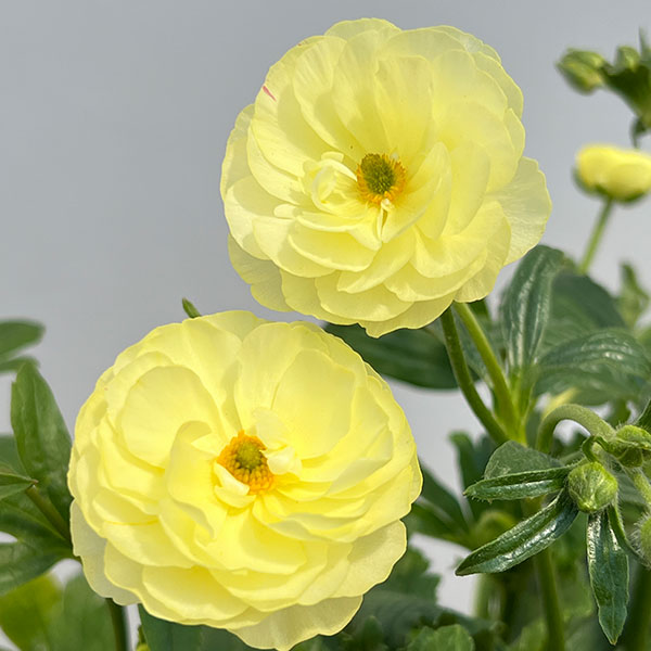 ラナンキュラス：ラックス　ヘラ　クリームイエロー3.5-4号ポット