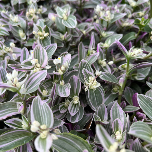 トラディスカンチア：スイートネス　3号ポット