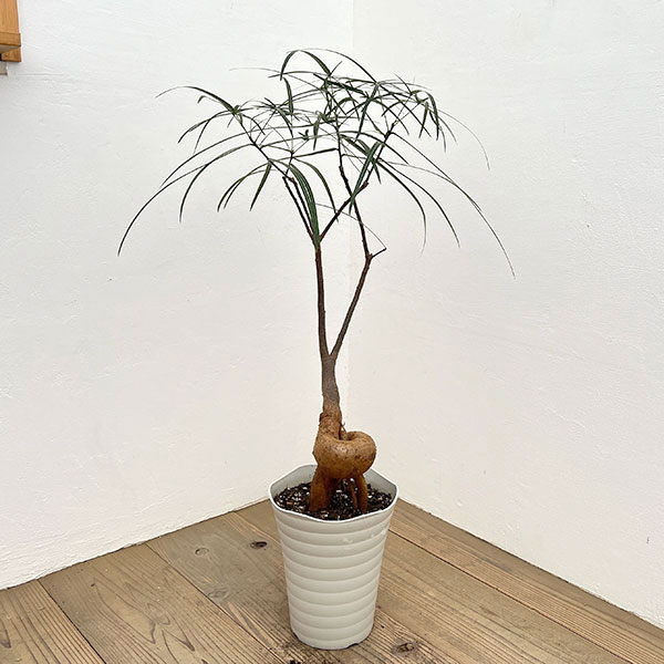 ブラキキトン（ボトルツリー）：ルペストリス　7号26-02