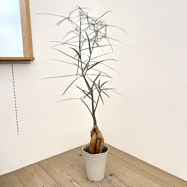 ブラキキトン（ボトルツリー）：ルペストリス　7号26-03