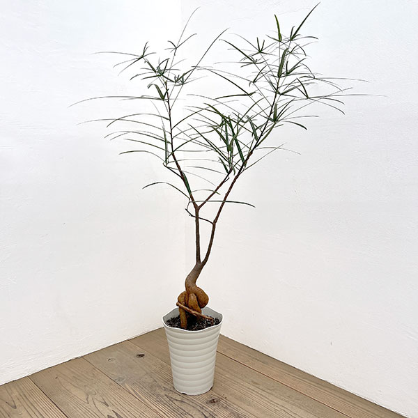 ブラキキトン（ボトルツリー）：ルペストリス　7号26-04