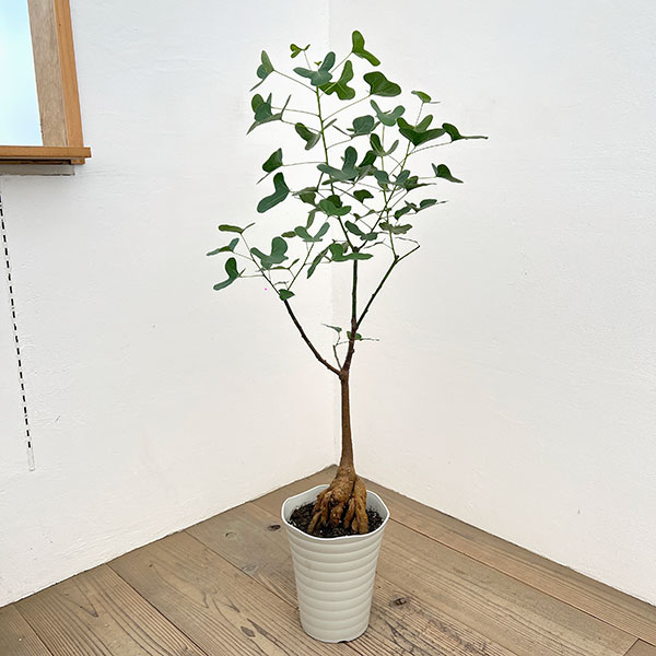 ブラキキトン（ボトルツリー）：ポプルネウス（丸葉）　7号26-02