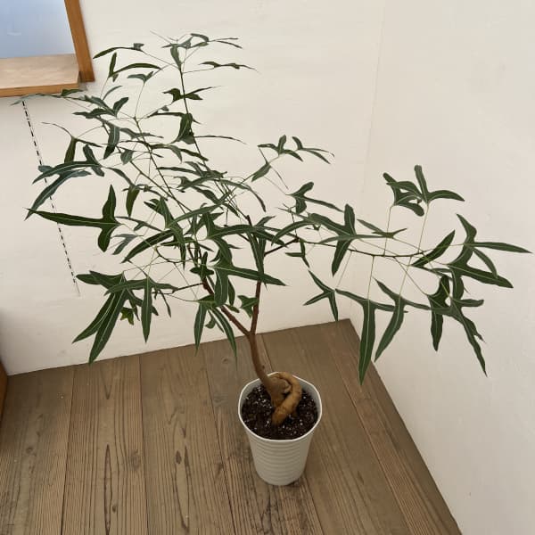 ブラキキトン（ボトルツリー）：ポプルネウス（細葉）　7号26-03