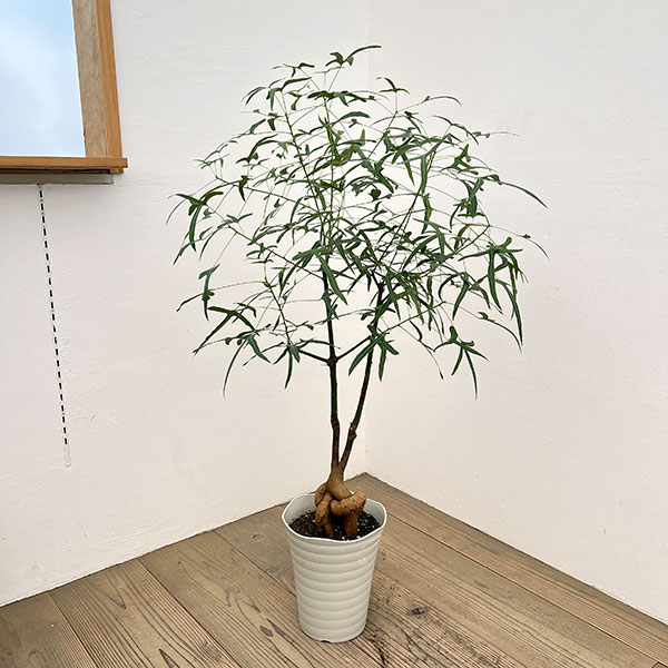 ブラキキトン（ボトルツリー）：ポプルネウス（細葉）　7号26-05