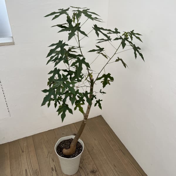 ブラキキトン（ボトルツリー）：ディスカラー　7号26-01