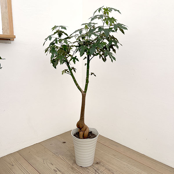 ブラキキトン（ボトルツリー）：ディスカラー　7号26-02