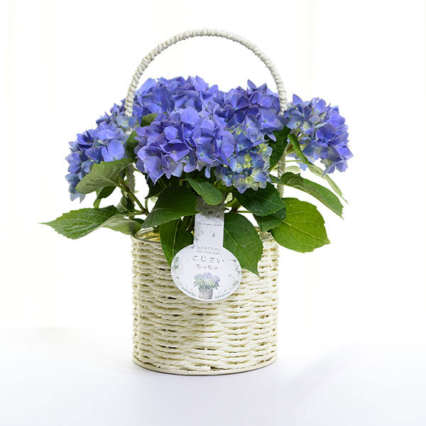 こじさい：ちっちゃ　ブルー／バスケットA（白）入り