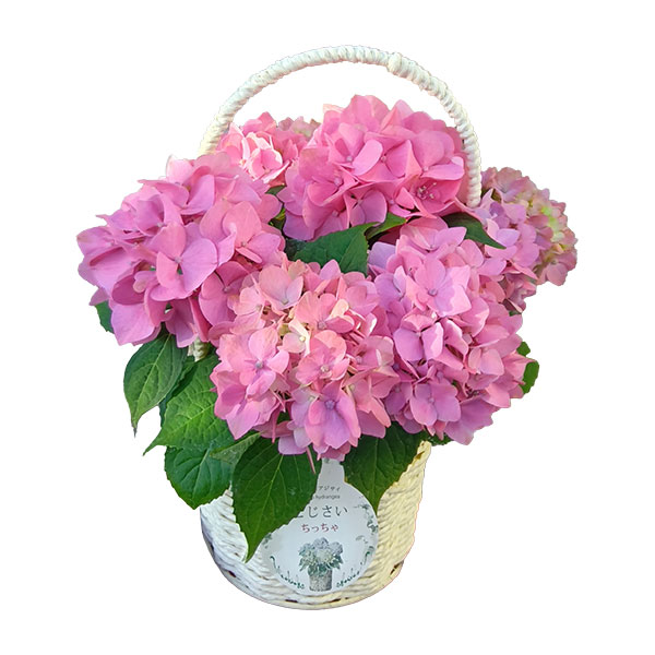 こじさい：ちっちゃ　ピンク／バスケットA（白）入り