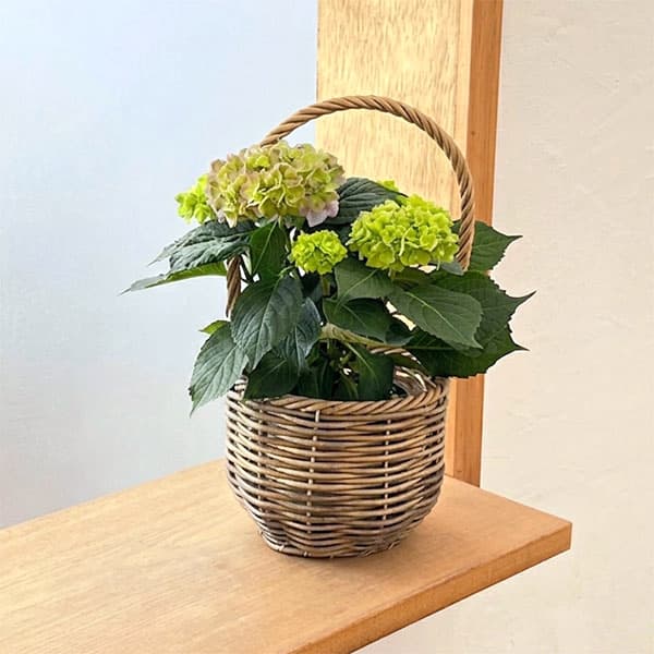 こじさい：ちっちゃ　ブルー／バスケットB（ベージュ）入り