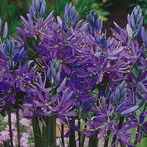 カマシア　クァマッシュ（エスクレンタ）3号ポット