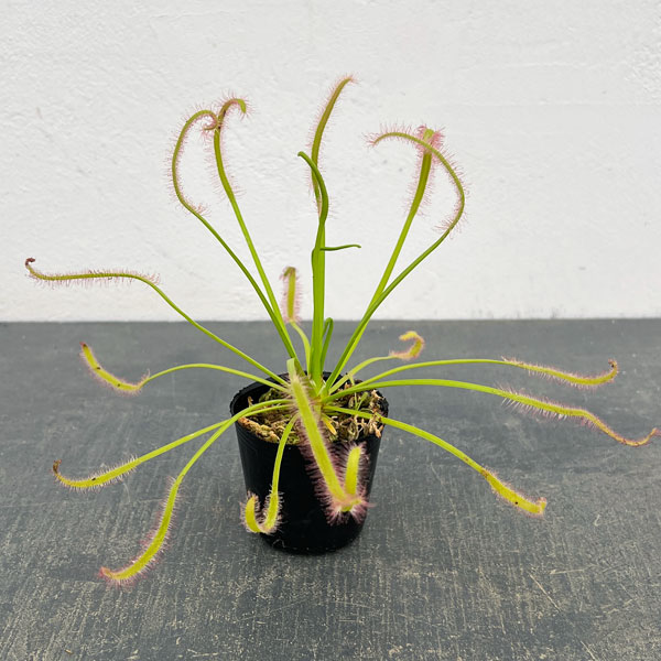 モウセンゴケ（ドロセラ）：カペンシス ホワイトフラワー2号ポット