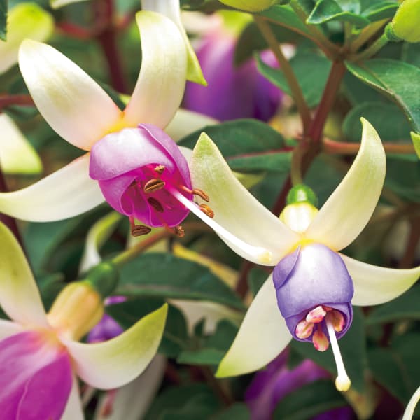 3月下旬頃フクシア：プーニー ホワイト＆ロージーブルー4号鉢植え