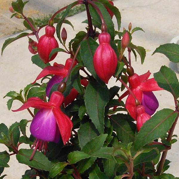 3月下旬頃フクシア：プーニー ローズ＆ブルー4号鉢植え