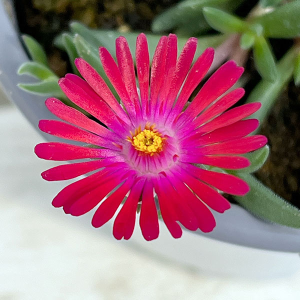 マツバギク：おひさま花火 リド マゼンタ11ｃｍポット