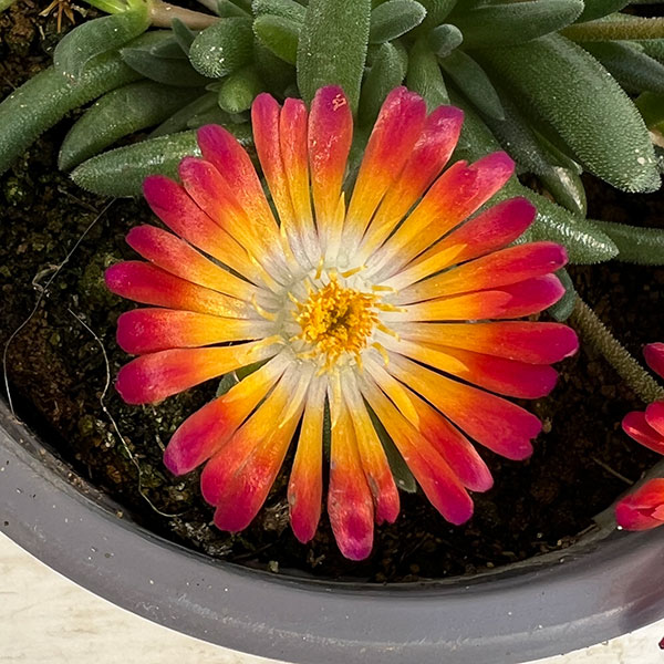 マツバギク：おひさま花火 リド マゼンタオレンジホワイト11ｃｍポット