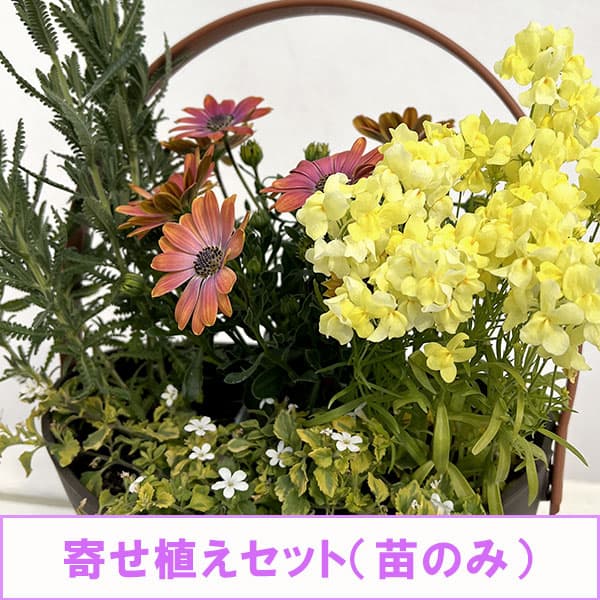 ミニ寄せ植え花苗セット（3月）：オステオスペルマム・リナリア・レースラベンダー・バコパライムバリエガータ