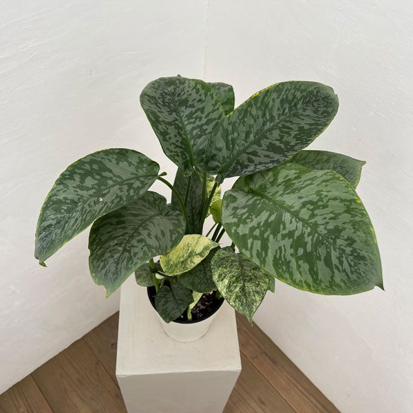 スキスマトグロッティス：ＳＰサワラク　5号鉢植え