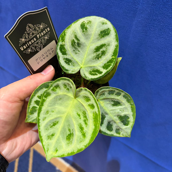 アンスリウム：ドラヤキ　sp.（シルバー系）　3号ポット