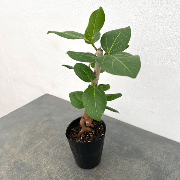 フィカス：ベンガレンシス（根上り仕立て）　4号ポット