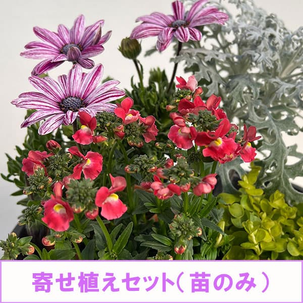 ミニ寄せ植え花苗セット（3月）：オステオスペルマム・ネメシア・ダスティミラー・リシマキア