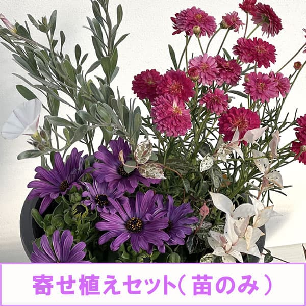 ミニ寄せ植え花苗セット（3月）：マーガレット・オステオスペルマム・ハツユキカズラ・コンボルブルス