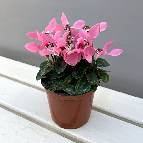 そのまま楽しめる春シクラメン：スーパージックスピンク3.5号ポット