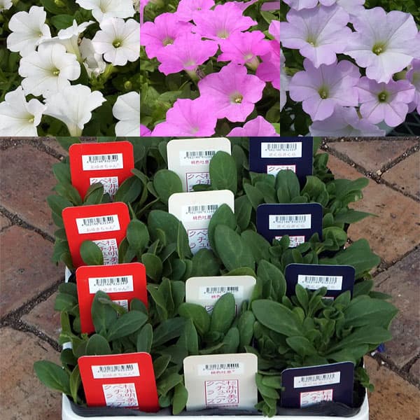 [26年4月上旬予約]おためし3種12株セット：ペチュニアさくらさくらシリーズ***